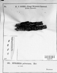 Coniochaeta pulveracea image